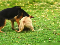 小姐姐领养一只德牧狗,小姐姐喜领养忠诚德牧，共度温馨时光